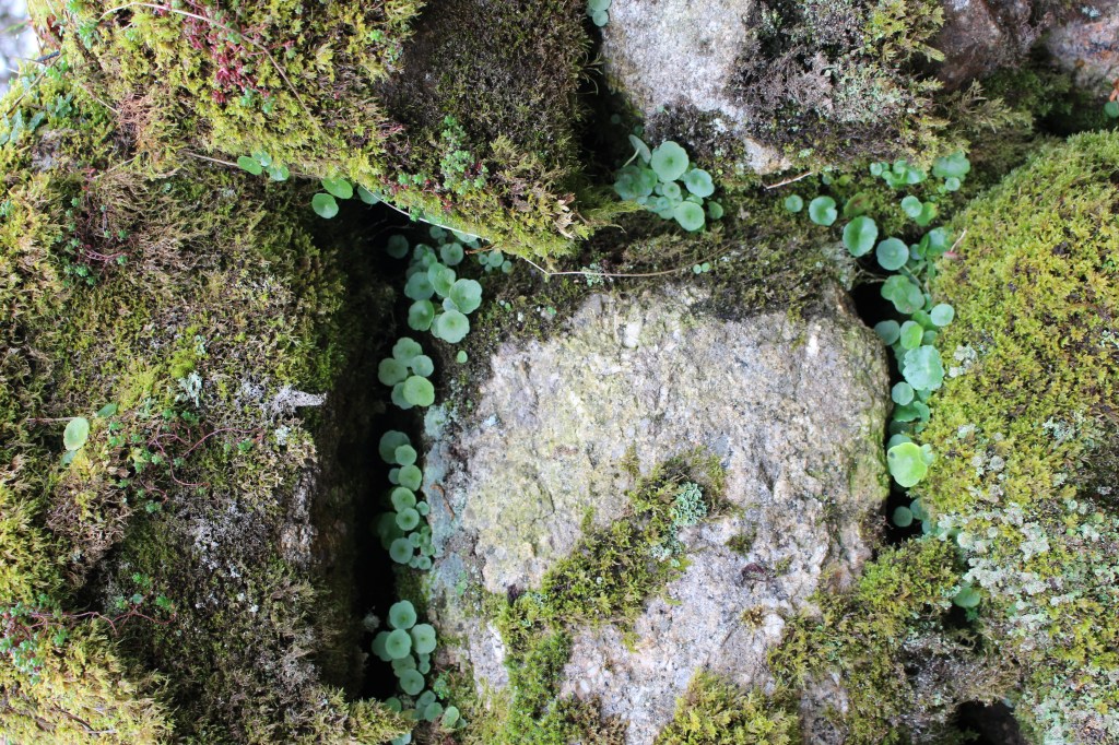 Moss-covered rocks with small green plants growing in the crevices.